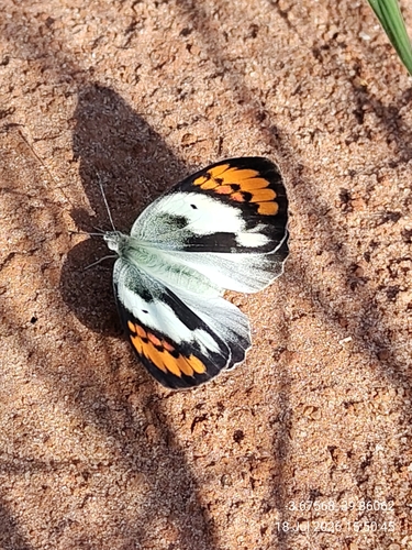 White Orange Tip