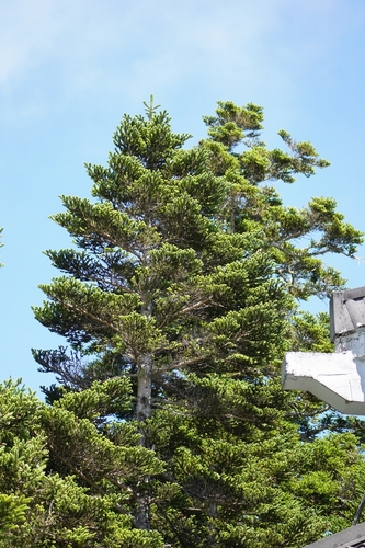 Abies kawakamii, photograph 2