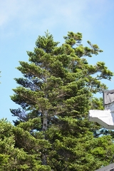 Abies kawakamii, photograph (c) Ben Costamagna, some rights reserved (CC BY)