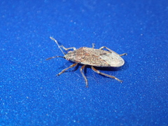 Rhypodes