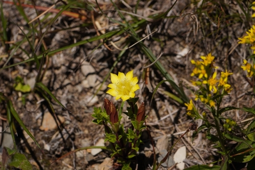Gentiana scabrida, photograph 4