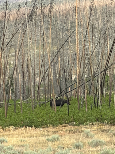 Moose observed by monarchwings220