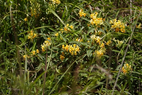 Lonicera acuminata, photograph 2
