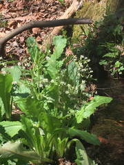 Micranthes micranthidifolia