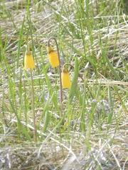 Fritillaria pudica