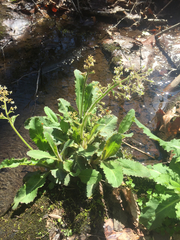 Micranthes micranthidifolia