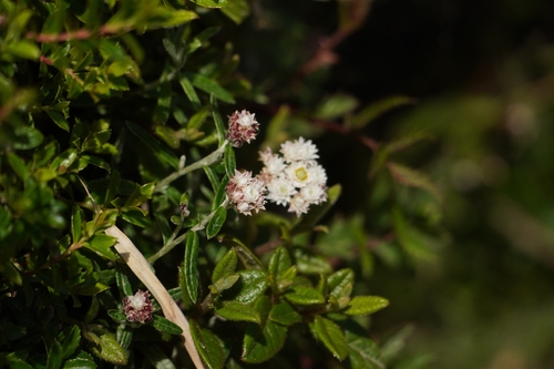 Anaphalis morrisonicola, photograph 5