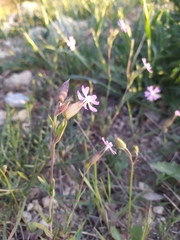 Silene subconica