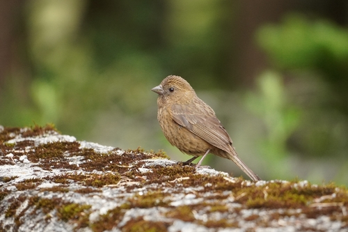 Taiwan Rosefinch (Carpodacus formosanus), photo 7