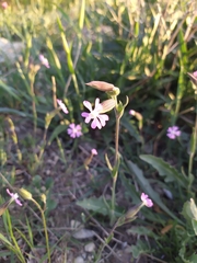 Silene subconica