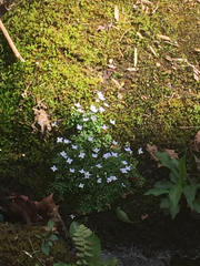 Houstonia serpyllifolia