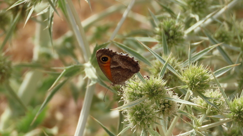 Southern Gatekeeper