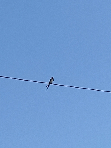 Barn Swallow