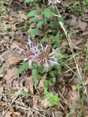 Monarda russeliana
