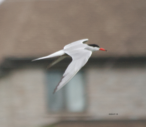 Sterne pierregarin observed by pierroxgoum