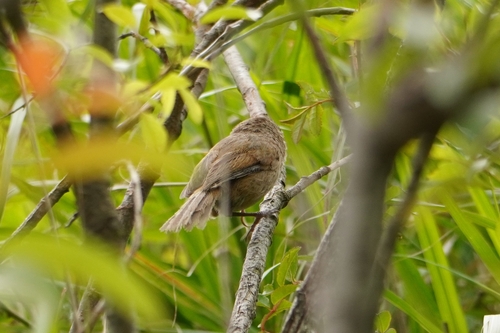 Taiwan Fulvetta (Fulvetta formosana), photo 5