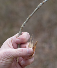 Fraxinus caroliniana