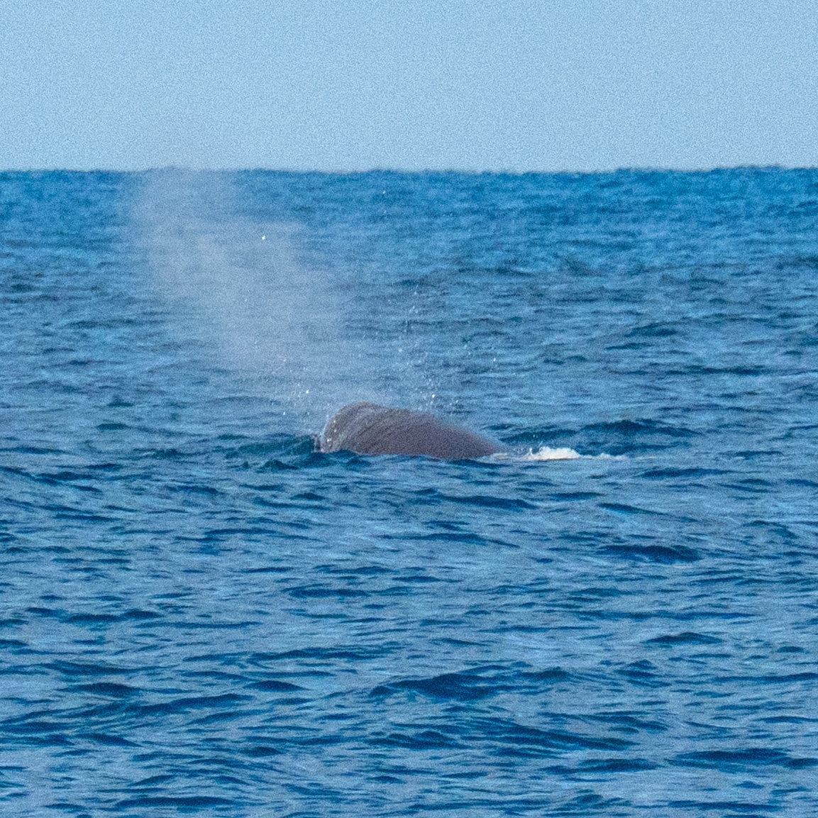 Hyperoodon ampullatus