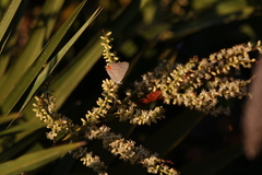 Strymon melinus image