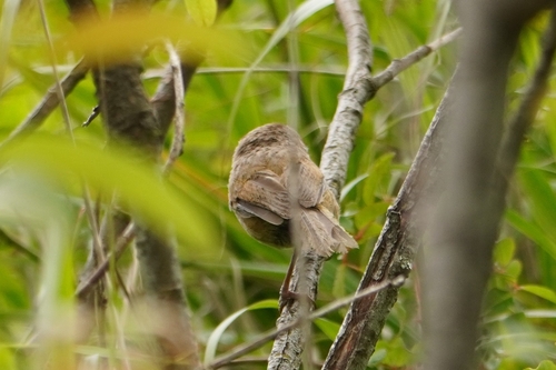 Taiwan Fulvetta (Fulvetta formosana), photo 6