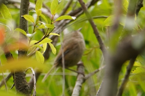 Taiwan Fulvetta (Fulvetta formosana), photo 9