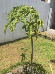 Vasconcellea heilbornii