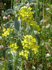 Erysimum maremmanum