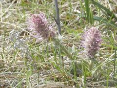 Veronica wyomingensis