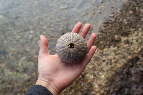 Temnopleurus alexandri observed 2026-07-18
