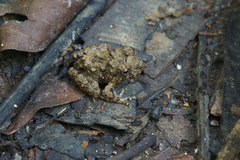 Oreobates quixensis