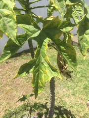 Vasconcellea heilbornii