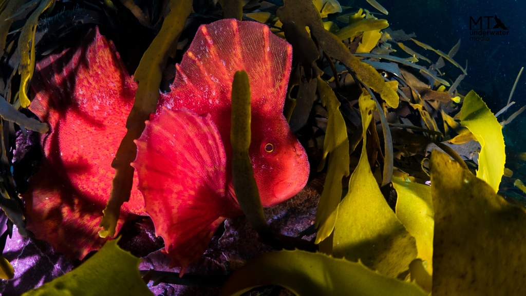 Red Velvetfish