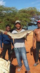 Carcharhinus perezii