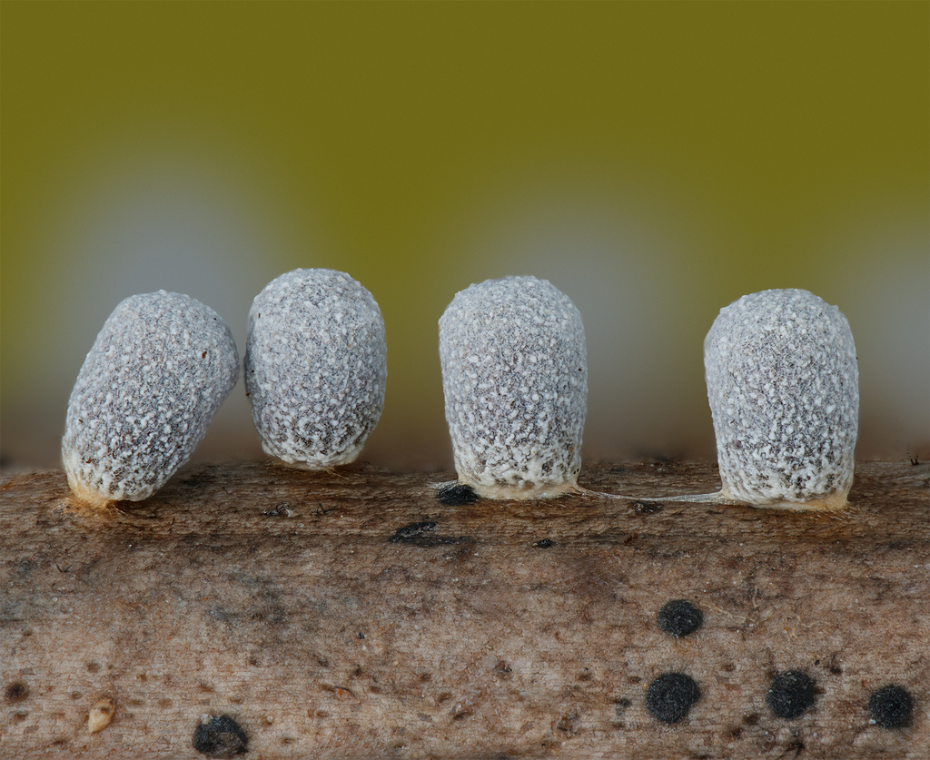 Craterium crateriachea
