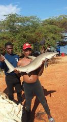 Carcharhinus perezii