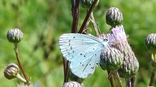 Holly Blue