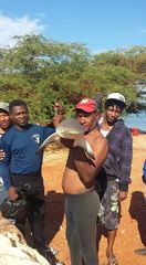 Carcharhinus perezii