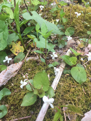 Viola macloskeyi