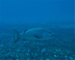 Lutjanus cyanopterus