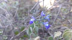 Salvia chamaedryoides