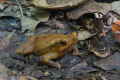Rhinella dapsilis