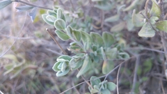 Salvia chamaedryoides