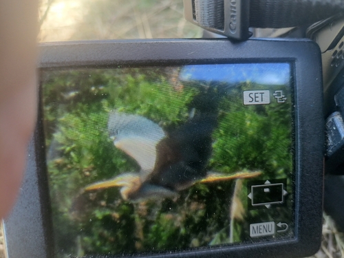 Purple Heron