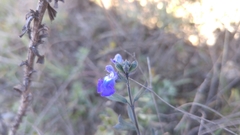 Salvia chamaedryoides