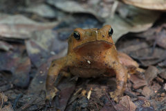 Rhinella dapsilis
