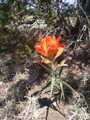 Castilleja integra