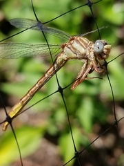 Phanogomphus minutus