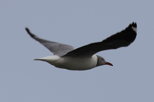 iNaturalist: (c) Gerhard Lemmer, some rights reserved (CC BY-NC), uploaded by Gerhard Lemmer iNaturalist image