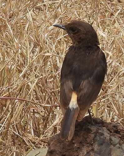 Abyssinian Wheatear (Oenanthe lugubris)