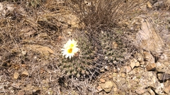 Thelocactus rinconensis